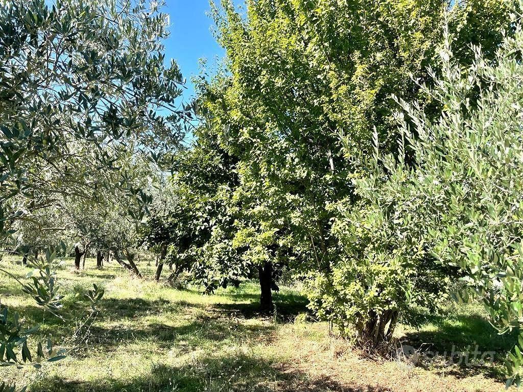 Terreno di 3500 m² a Viterbo - Altro