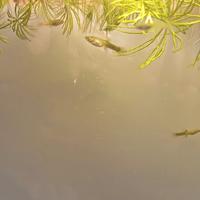 Endler guppy maschi e femmine