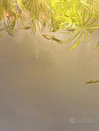 Endler guppy maschi e femmine