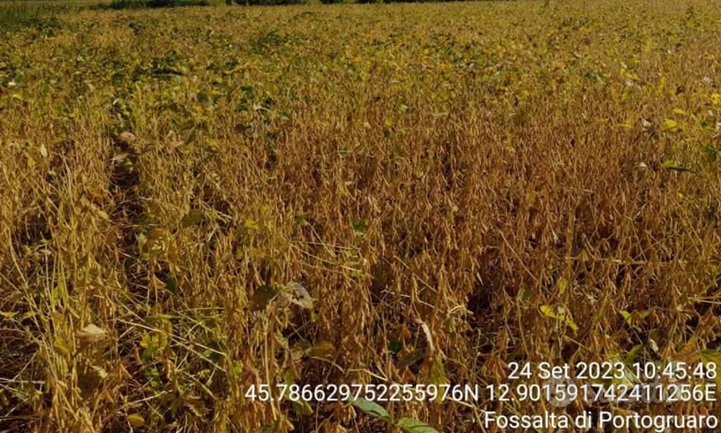Immobile in asta di 16800 m² a Fossalta di Portogr - Vista 2
