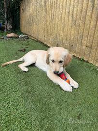 Cucciolo Golden Retriever