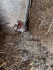 Galline e pulcini