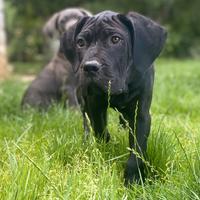 Cane Corso