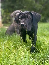 Cane Corso