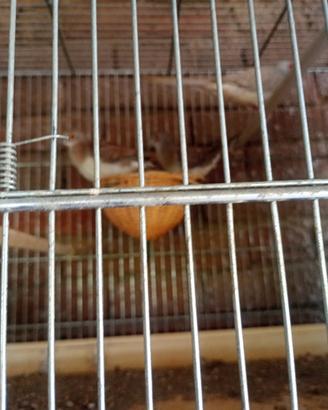Animali tortore diamantine
