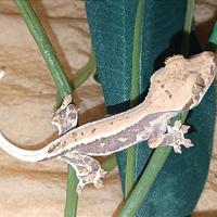 Baby geco Ciliatus