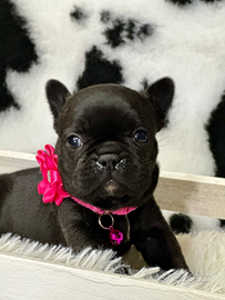 Teneri cuccioli di bulldog francese che