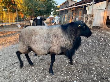 Montone ? Romanofca 4rr