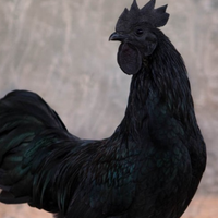 Ayam cemani