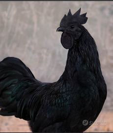 Ayam cemani