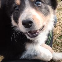 Cuccioli disponibili con pedigree