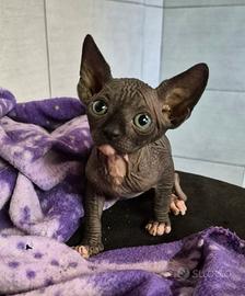 Sphynx gatto nudo