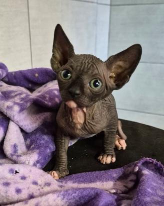 Sphynx gatto nudo