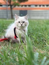 Cuccioli gatti razza siberiano neva masquerade