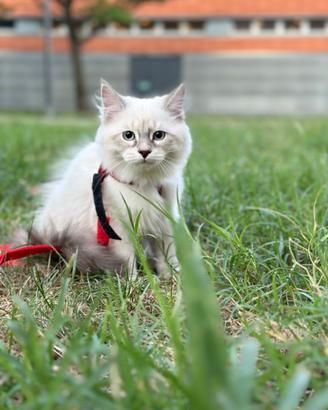 Cuccioli gatti razza siberiano neva masquerade