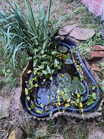 vengo laghetto già avviato  500lt