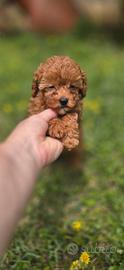 Barboncina mini toy