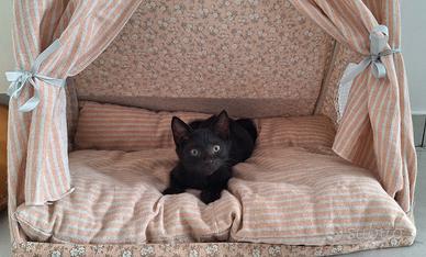 femmina nera