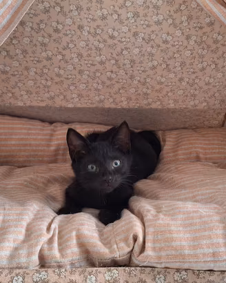 femmina nera