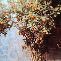 Fiori allegria giovinezza