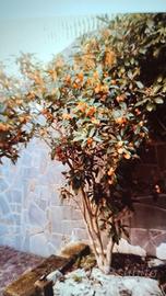 Fiori allegria giovinezza