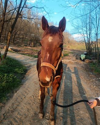 Cavalla da passeggiata/principianti