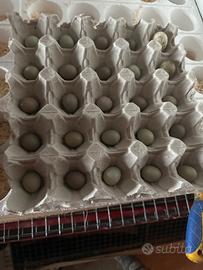 Disponibilità di uova