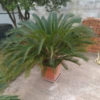 cycas 