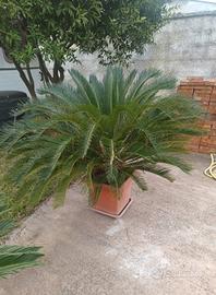 cycas 