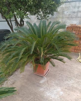 cycas 