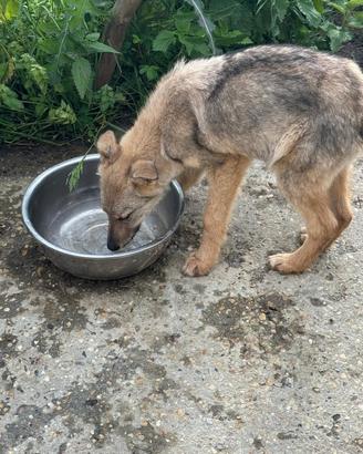Cane lupo cecoslovacco