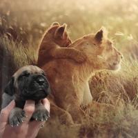 Cuccioli di Alano Fulvo