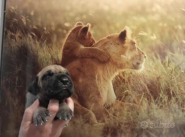 Cuccioli di Alano Fulvo