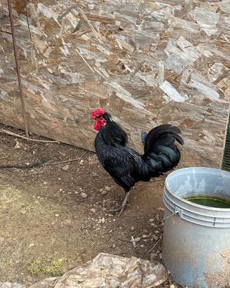 Gallo bantan