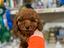 Immagine 12
