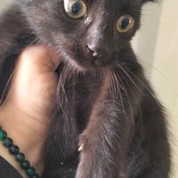 Gattina panterina siamese