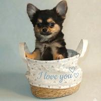 Chihuahua cucciolo Dolcetto
