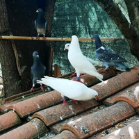 Colombe varie razze