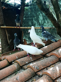 Colombe varie razze
