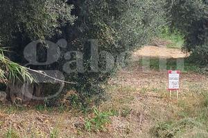 Terreno Residenziale Amantea [Cod. rif 3184786VRG]