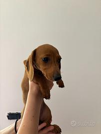 Cucciolo bassotto maschio