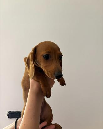 Cucciolo bassotto maschio