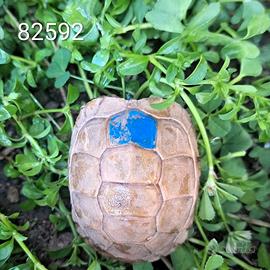 T. marginata albino caramello BABY cb 2024 (82592)