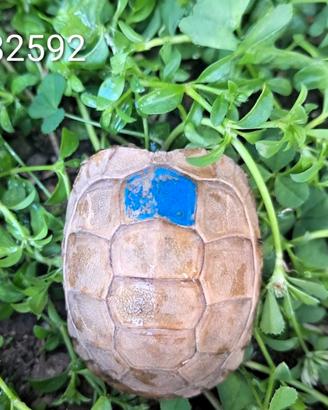 T. marginata albino caramello BABY cb 2024 (82592)