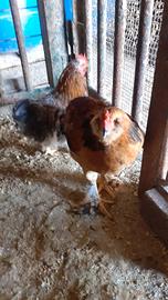 Gallo araucano