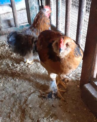 Gallo araucano