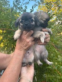 Cuccioli di chihuahua disponibili