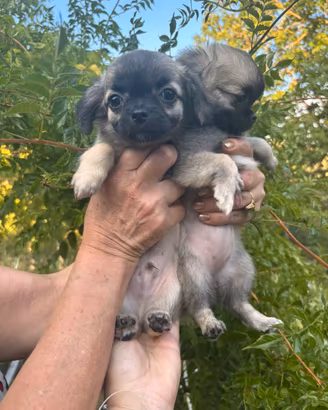 Cuccioli di chihuahua disponibili