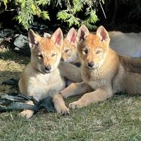 Cuccioli di cane lupo cecoslovacco