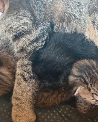 Piccoli micetti